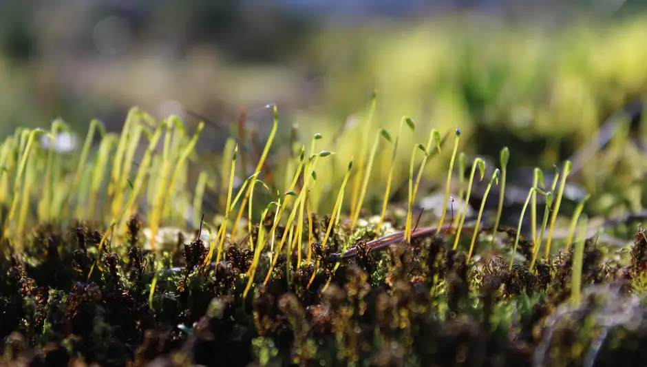 do bryophytes have seeds