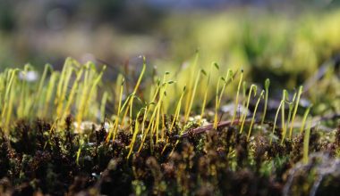 when to sow perennial wildflower seeds