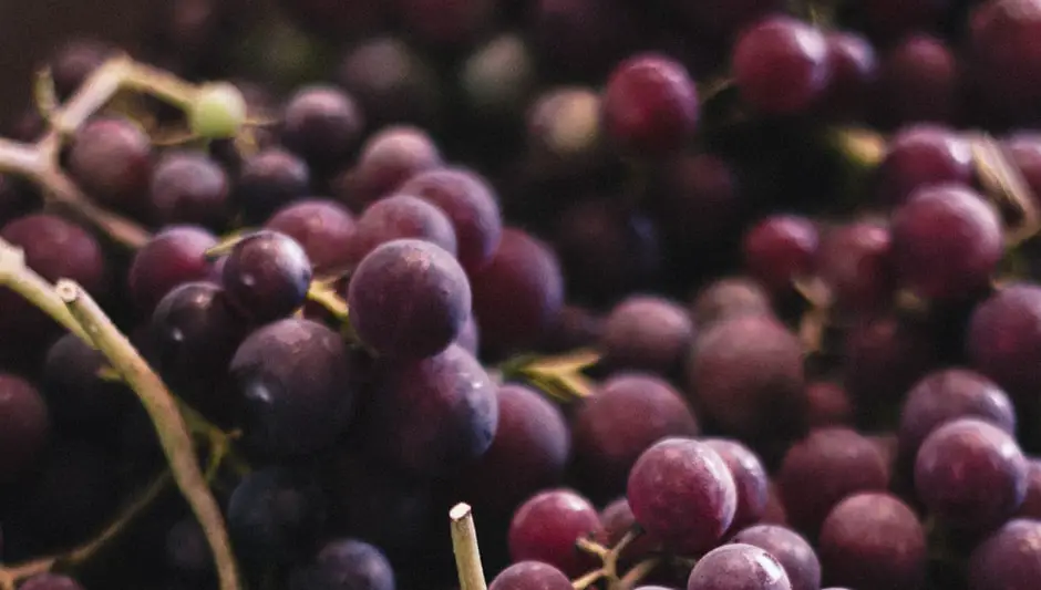 how to propagate grape vines