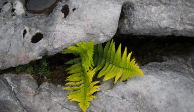 are emerald queen ferns perennials