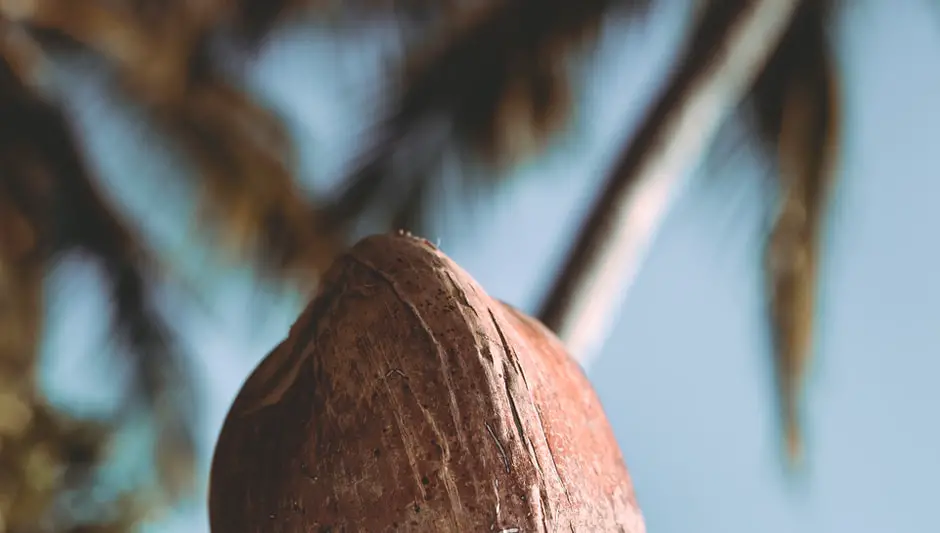 what is a coconut seed