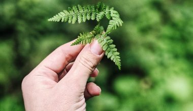 how is paper made from trees