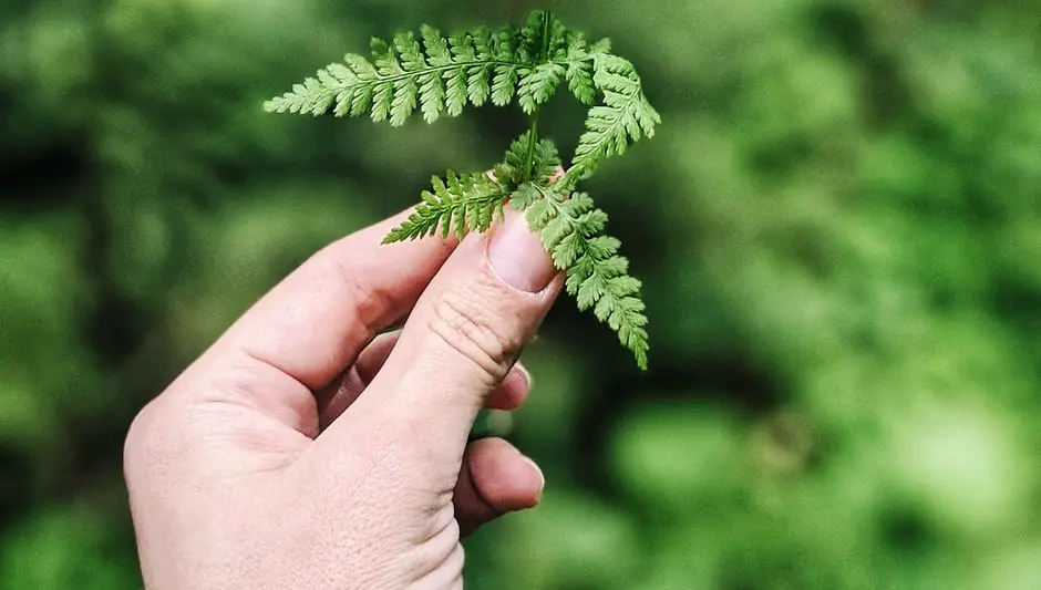 how is paper made from trees