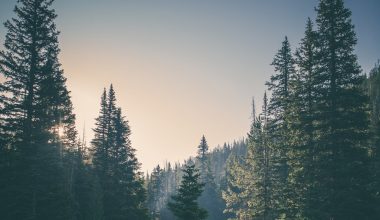 what altitude do trees stop growing