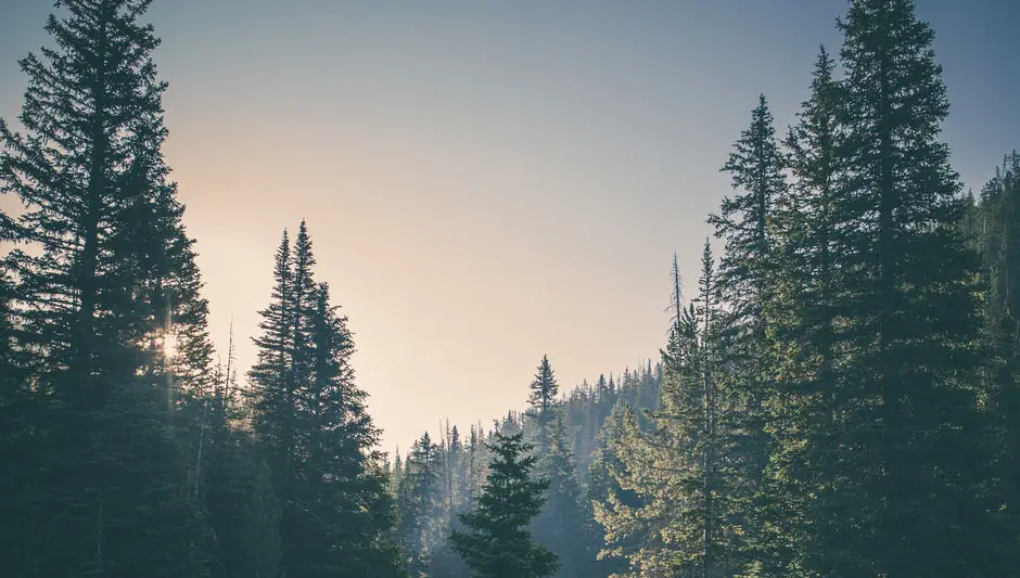 what altitude do trees stop growing