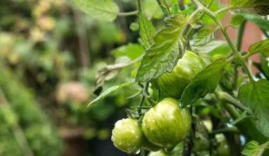 how long will a hydroponic tomato plant produce