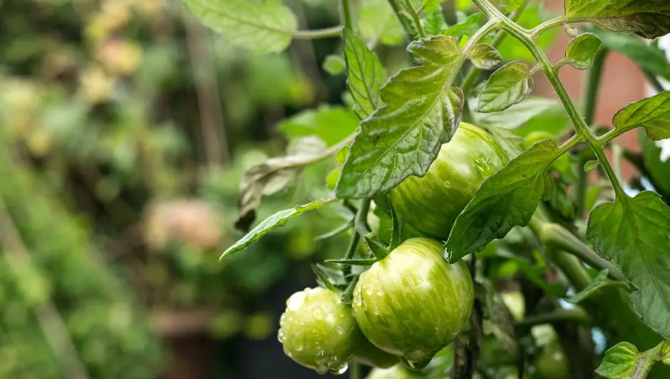 how long will a hydroponic tomato plant produce