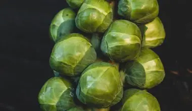 how to plant brussel sprout seeds