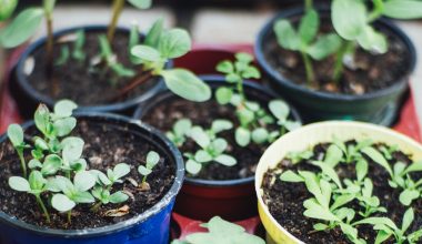 what soil for raised bed garden