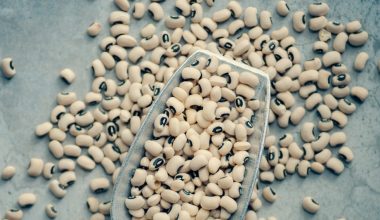 when to harvest royal burgundy beans