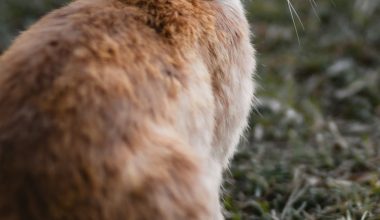 how to keep rabbits out of your garden organically