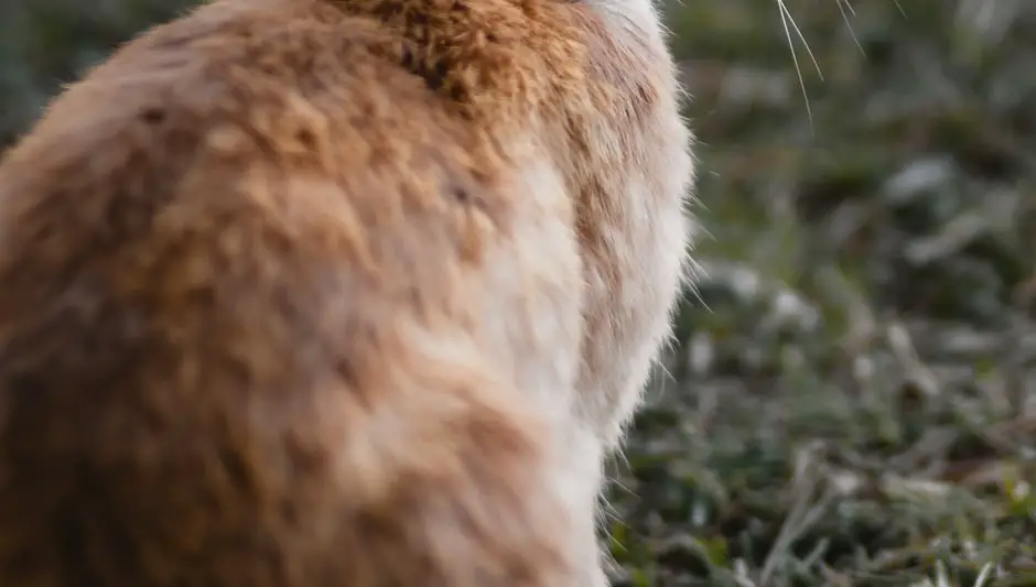 how to keep rabbits out of your garden organically