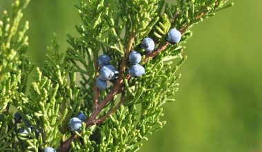 when to harvest juniper berries