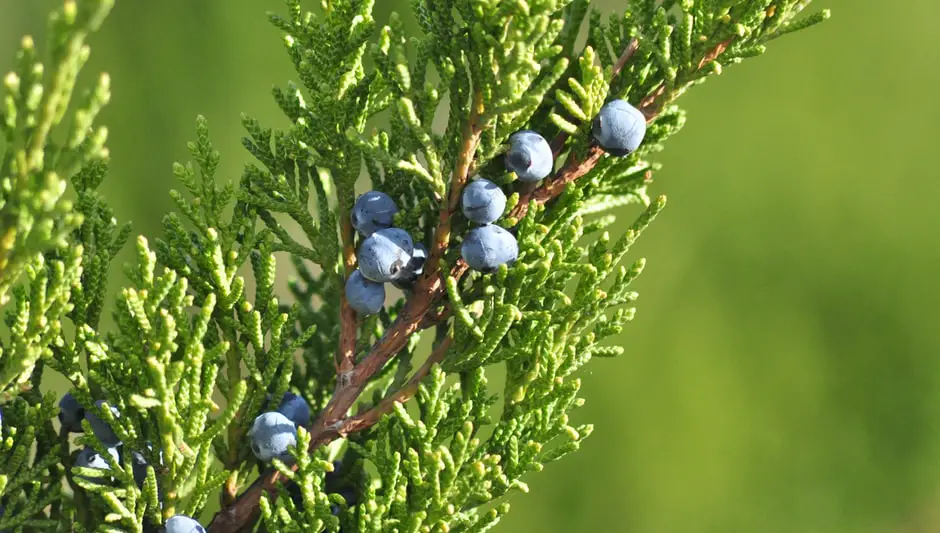 when to harvest juniper berries