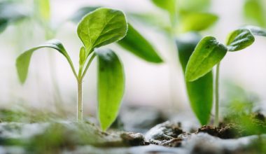 what part of the plant makes seeds