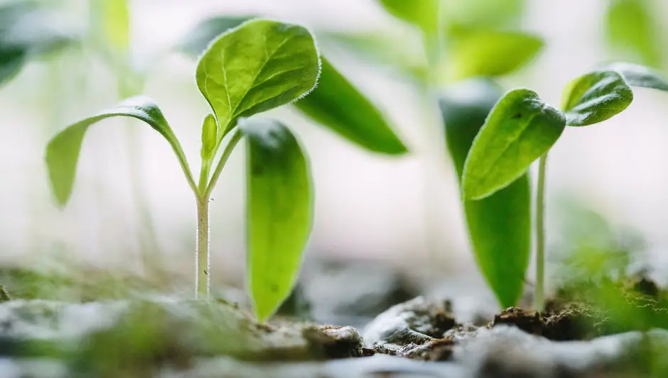 what part of the plant makes seeds