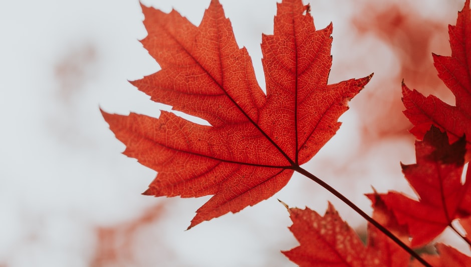 do maple trees grow in texas