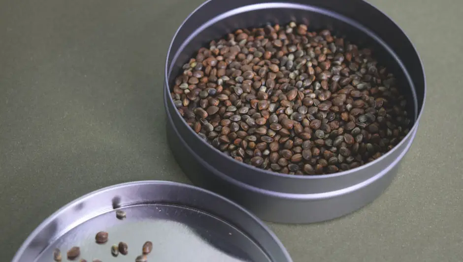 do hemp seeds have cbd
