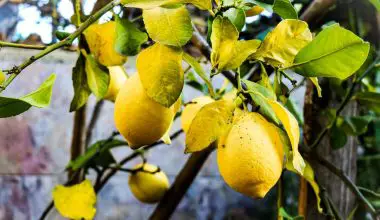 what cause yellow leaves on meyer lemon tree
