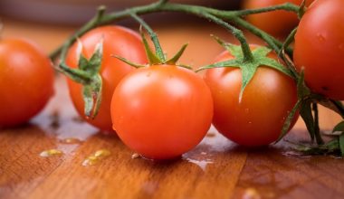 how to plant tomato seeds indoors