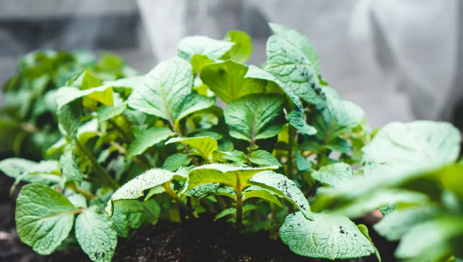 how to tell if soil is dry