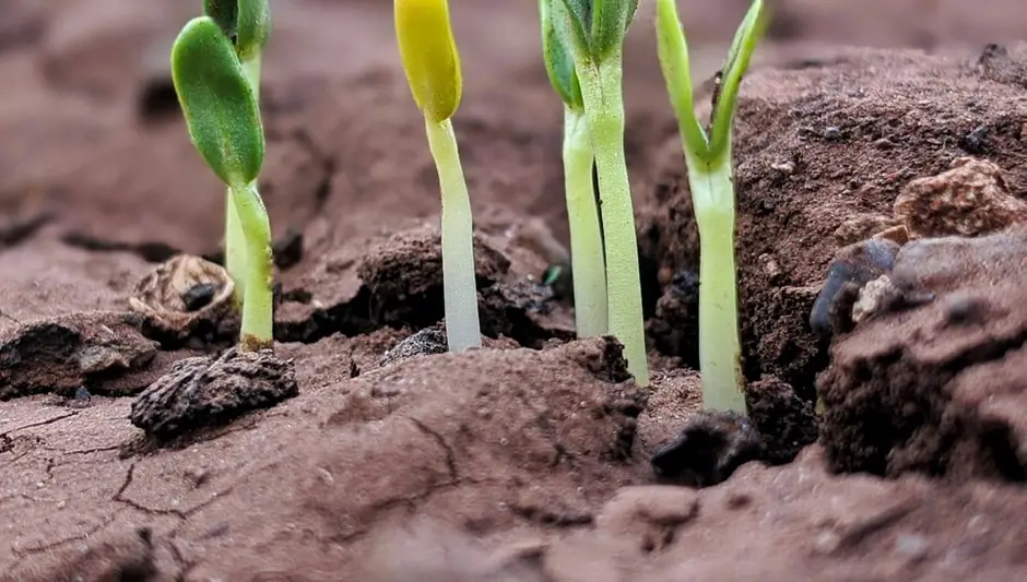 what vegetables grow in the winter in georgia