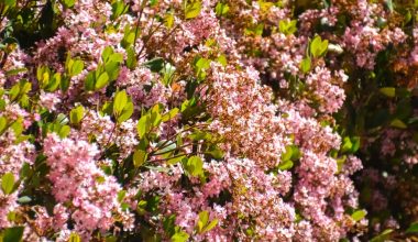 how to harvest a hornets nest