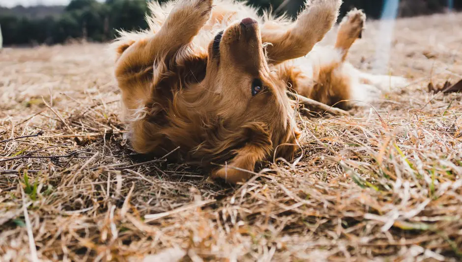 should i let my dog eat grass to throw up