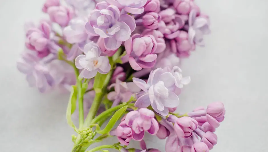 when do you prune lilacs