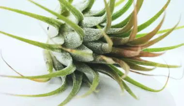 how to display air plants indoors