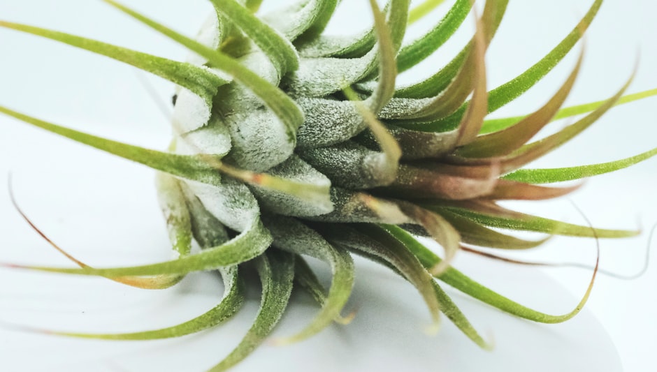 how to display air plants indoors