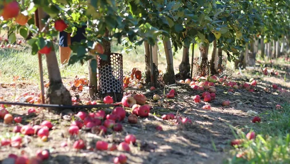 how to prune a large pomegranate tree