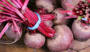 when can you plant beet seeds
