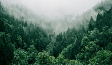 how fast does a european cypress tree grow