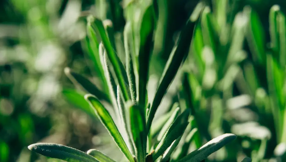 do yew trees grow in canada