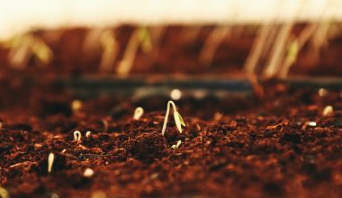 how long for carrot seeds to sprout