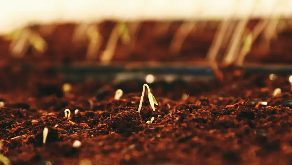 how long does it take to grow blackberries from seed