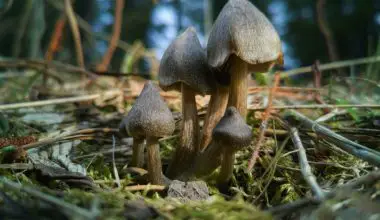 how to grow wild mushrooms in the garden