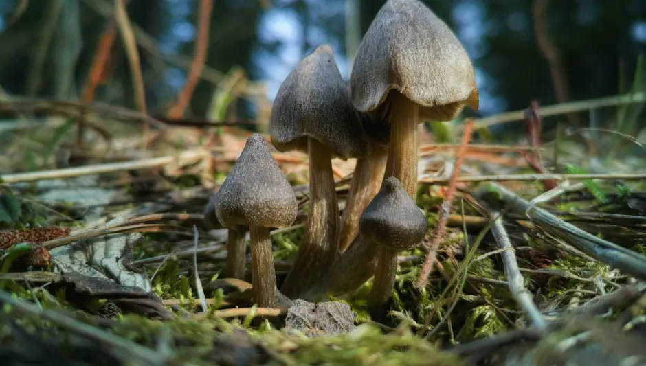 how to grow wild mushrooms in the garden