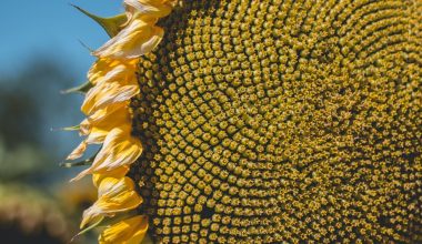 are sunflower seeds bad for dogs