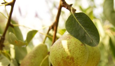 how to pollinate a pear tree