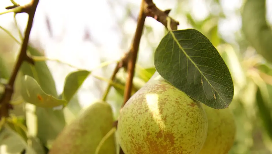 how to pollinate a pear tree