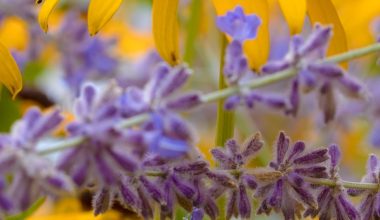 what do black eyed susan seeds look like