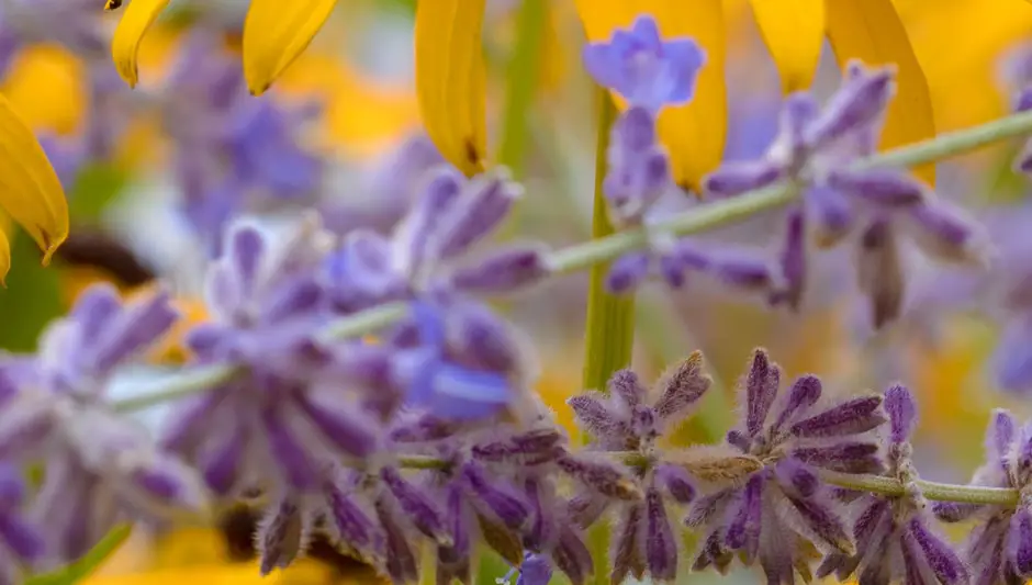 what do black eyed susan seeds look like