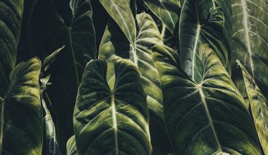 when to plant elephant ears in zone 6