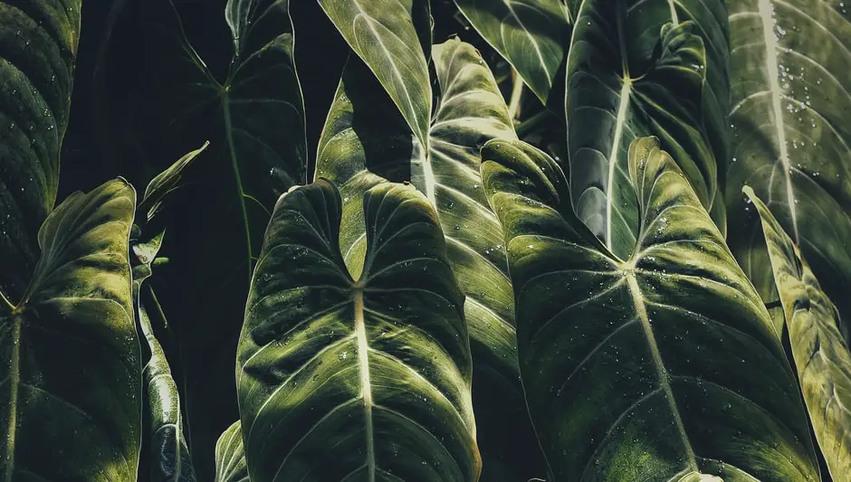 when to plant elephant ears in zone 6