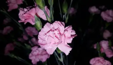 is dianthus flower a perennial