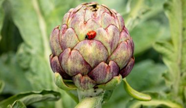 can you grow artichokes in pots