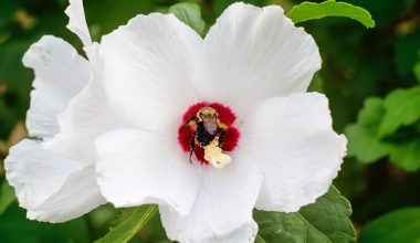 will rose of sharon grow in partial shade