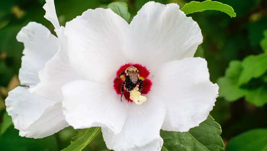 will rose of sharon grow in partial shade